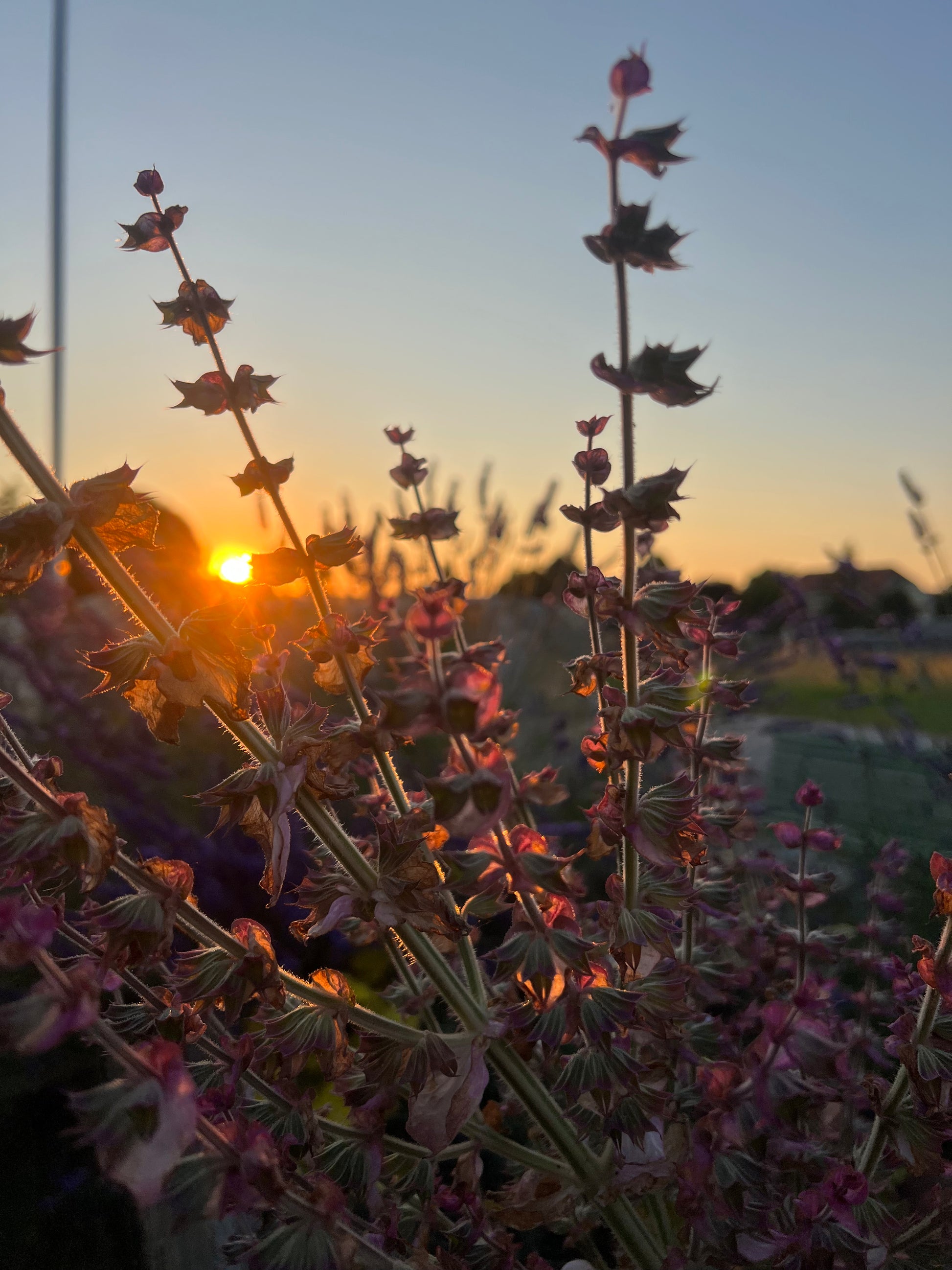 Lavendel für die Räuchermischung Vollmond