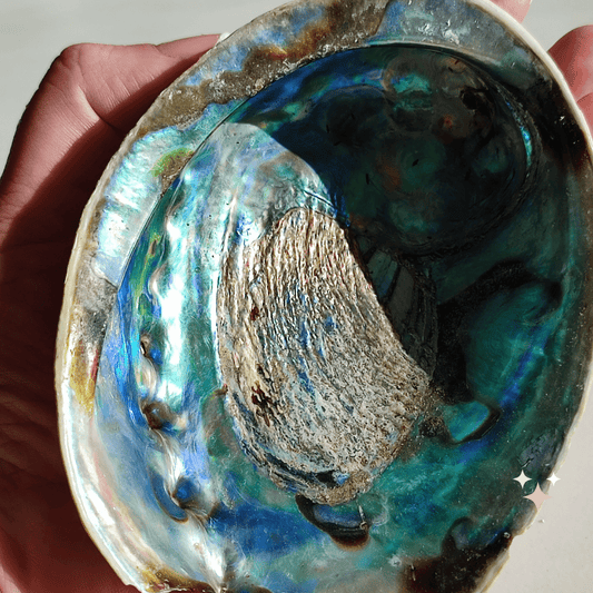 Abalone - KLIOlogie
