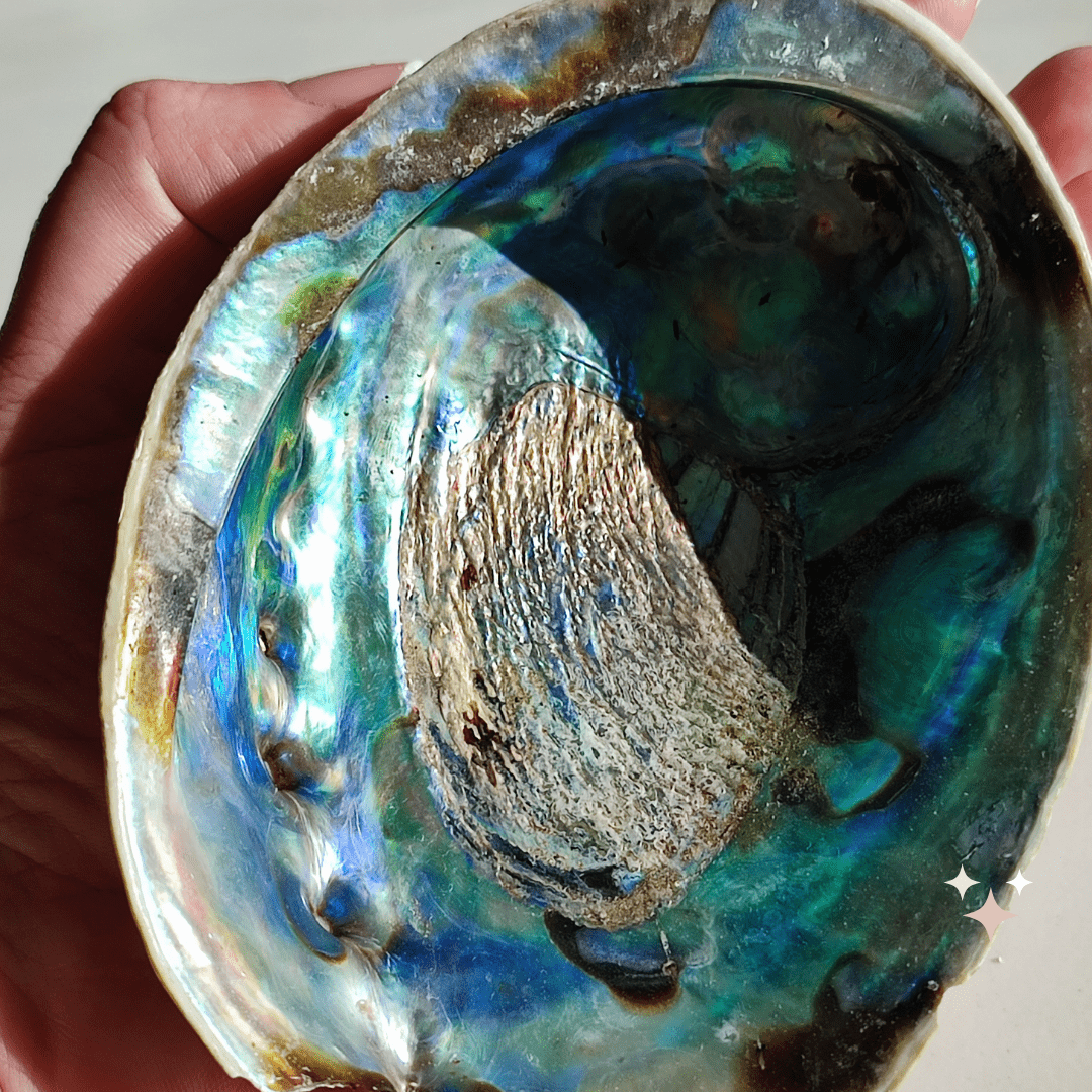 Abalone - KLIOlogie