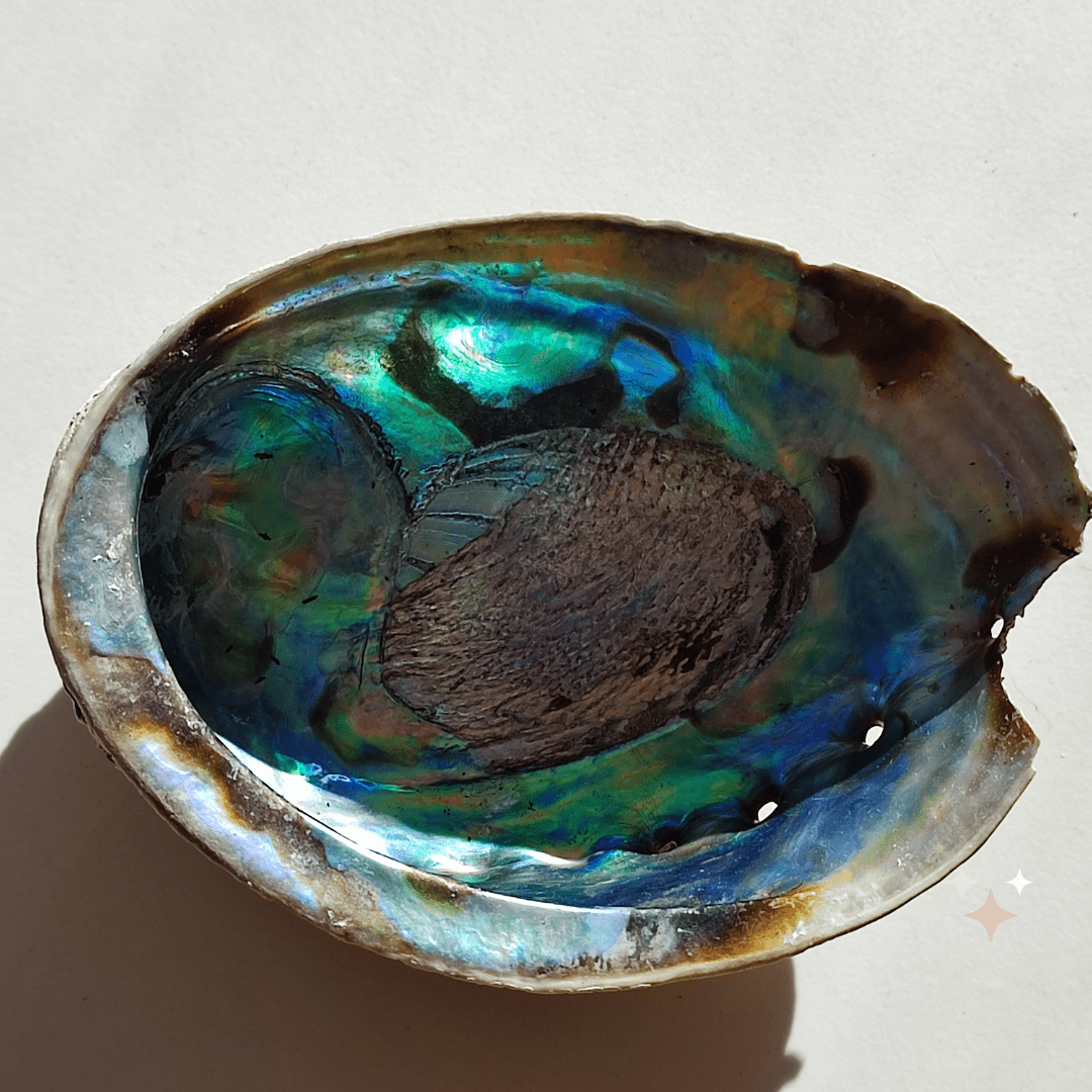 Abalone - KLIOlogie