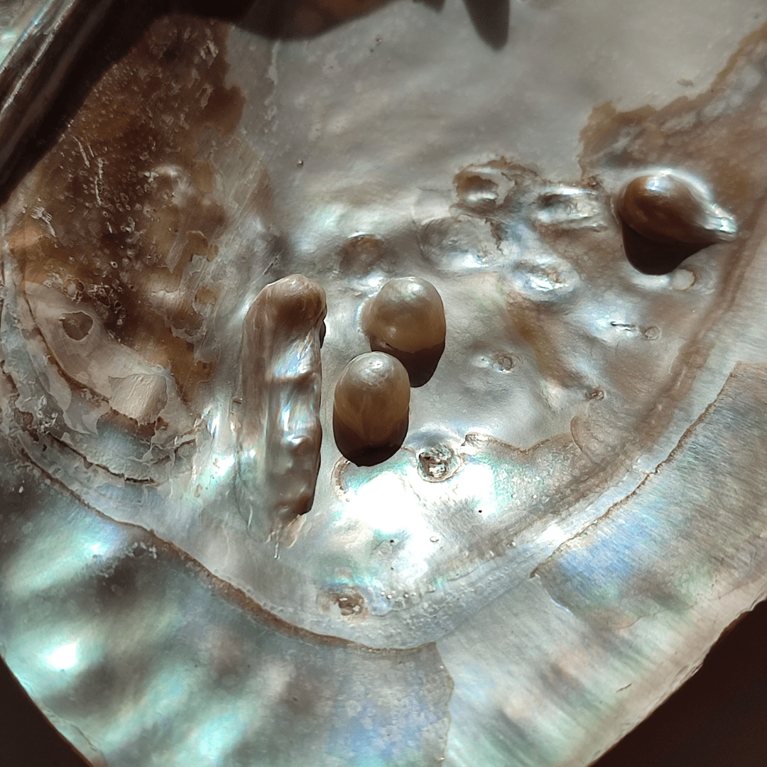 Muschel mit Perlen - KLIOlogie