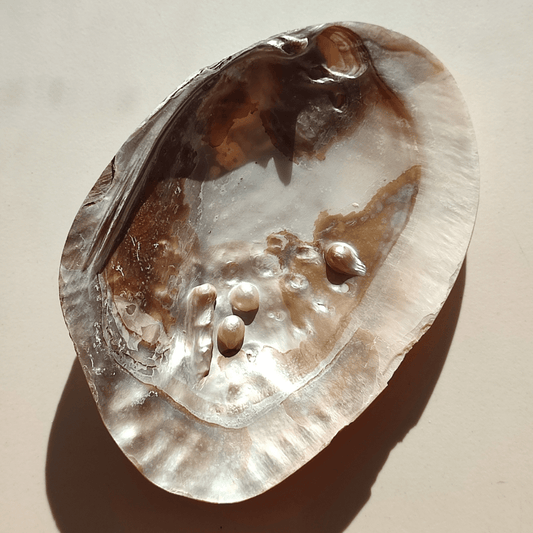 Muschel mit Perlen - KLIOlogie